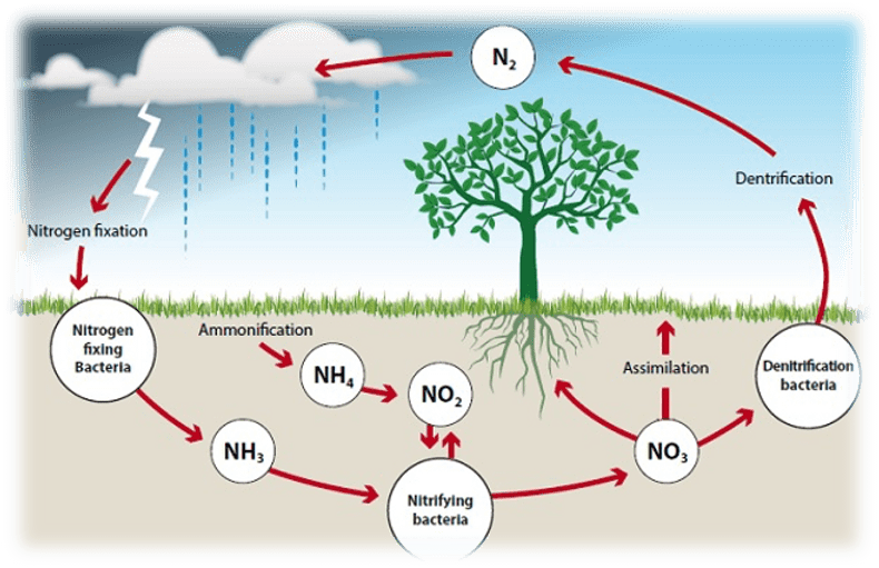 Increase Nitrogen in Soil